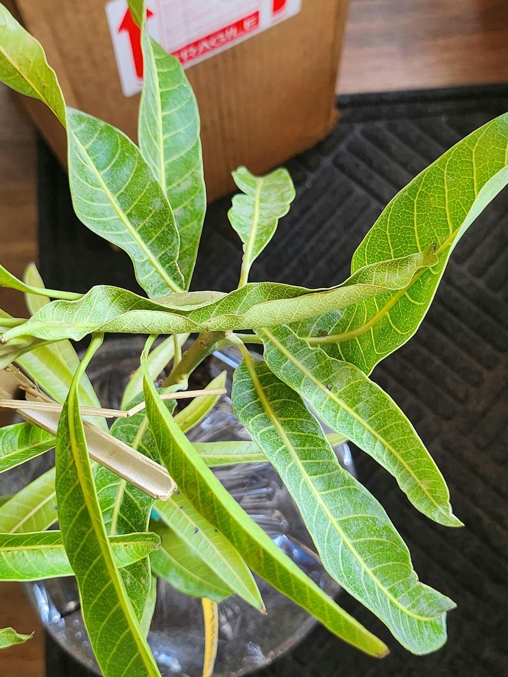 Ice Cream Dwarf Mango Tree Grafted Everglades Farm ice-cream-dwarf-mango-tree-grafted-everglades-farm