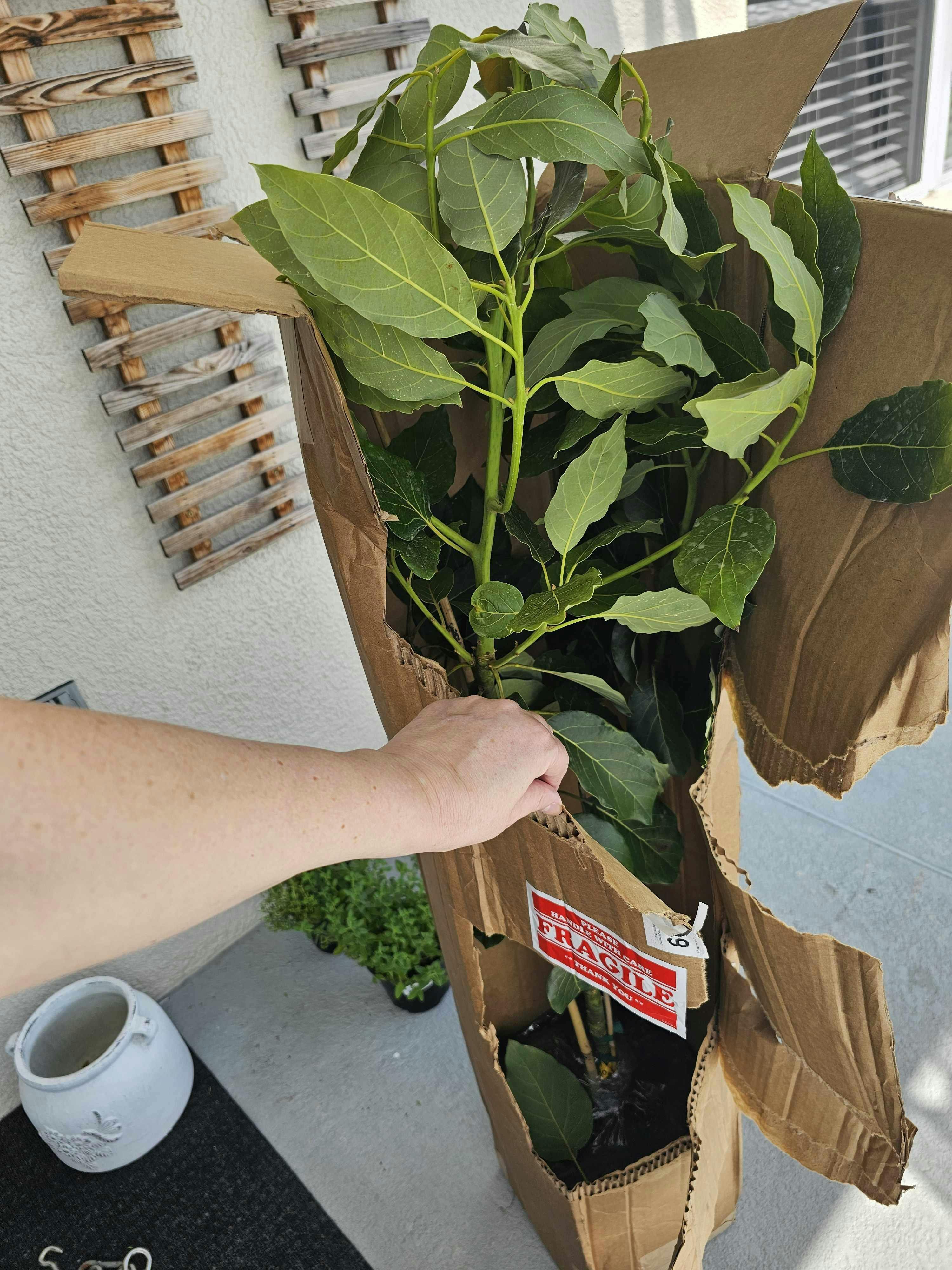 ぬいぐるみ Clot Infrathin Alex Israel Avocado Tree Clot Infrathin