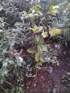 Orange Crush Jackfruit Tree Grafted