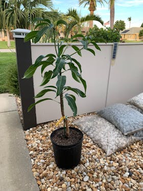 Carrie Dwarf Mango Tree Grafted