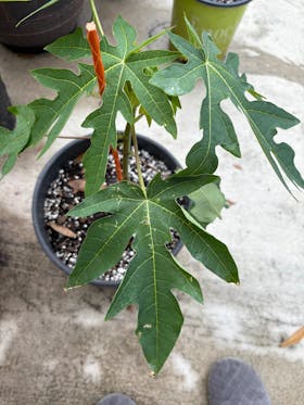 Red Lady Papaya Dwarf Tree