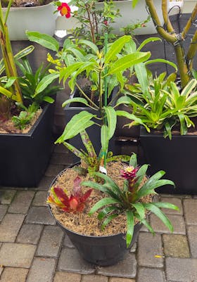 Alphonso Mango Tree (Grafted Mango Variety from Florida)