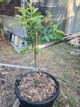 Ruby Supreme Pink Guava Tree