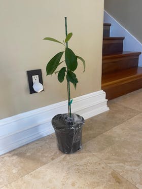 Soursop Guanabana from Seedlings Fruit Tree