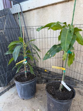 Pickering Mango Tree – Compact, Cold-Hardy & Grafted for Early Fruit