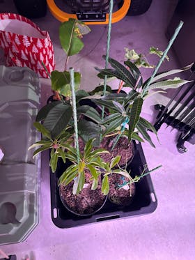 Moringa Tree (Moringa Oleifera Tree for Sale)