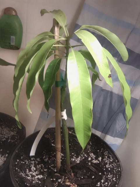 Alphonso Mango Tree (Grafted Mango Variety from Florida)