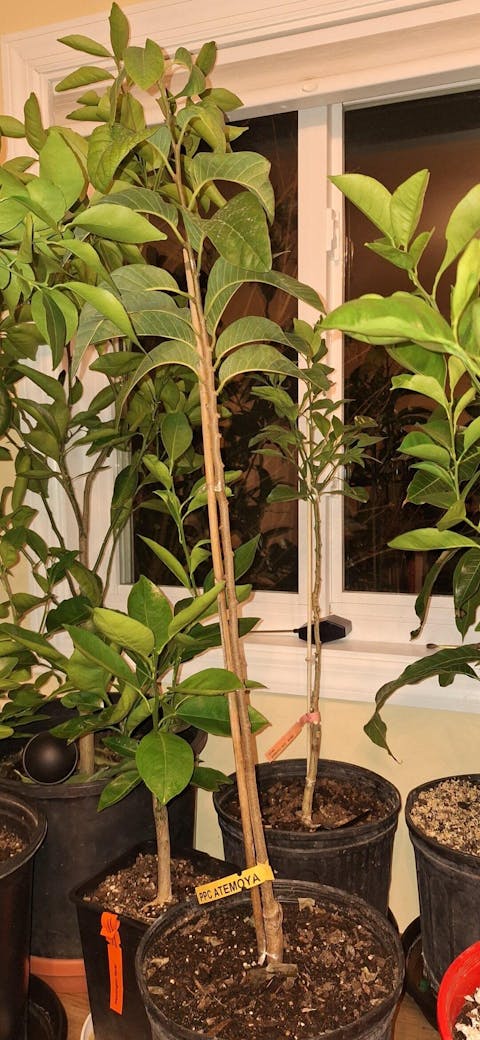 PPC Atemoya Tree – Grafted Tropical Fruit Tree