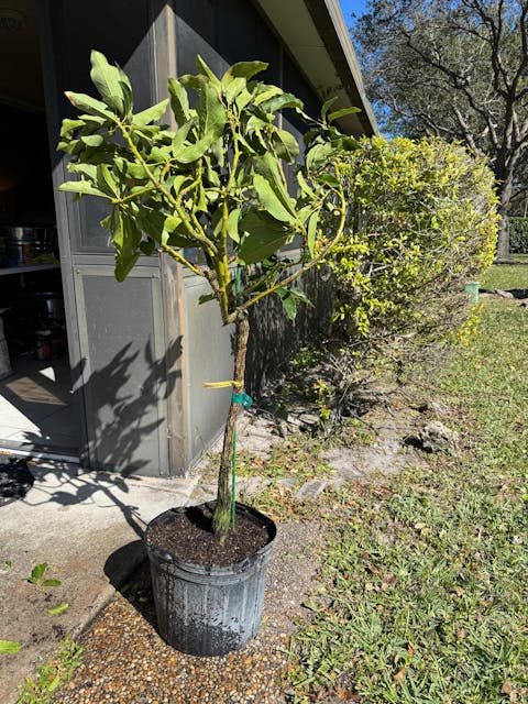 Choquette Avocado Tree Grafted