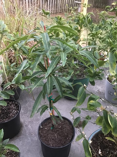 Ice Cream Dwarf Mango Tree, Grafted