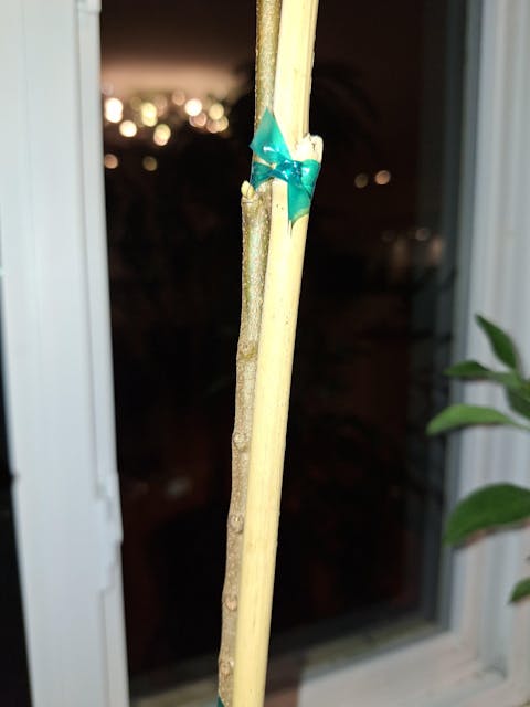 PPC Atemoya Tree – Grafted Tropical Fruit Tree