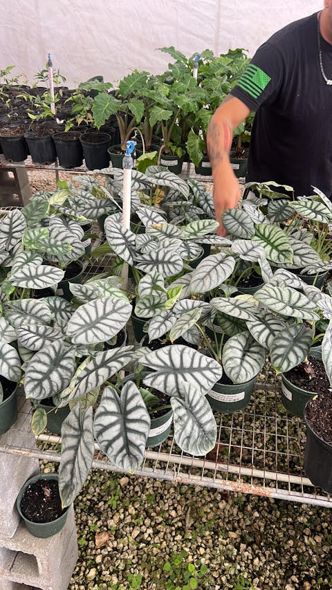 Alocasia Silver Dragon - Stunning Tropical Houseplant in 4" Container