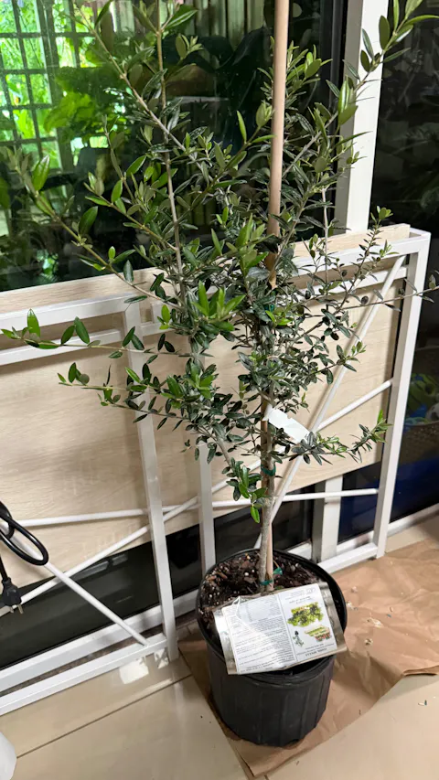 Alocasia Low Rider  Tropical Houseplant in 4" Container