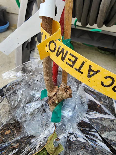 PPC Atemoya Tree – Grafted Tropical Fruit Tree