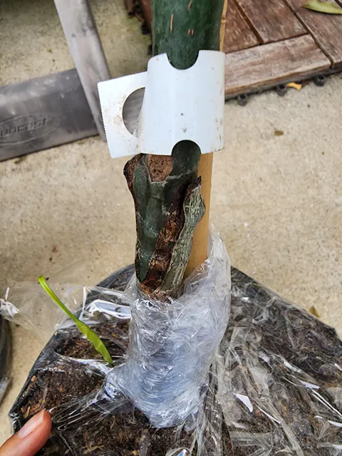 Cabeza, Man's Head, Mango Tree, Grafted