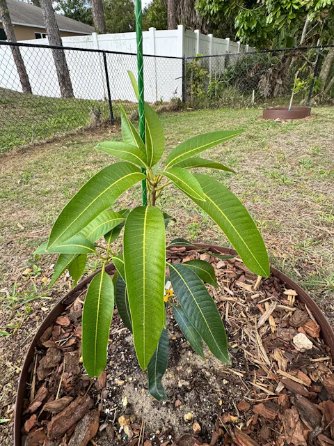 Pickering Mango Tree – Compact, Cold-Hardy & Grafted for Early Fruit