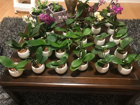 Colorful Succulent Pot