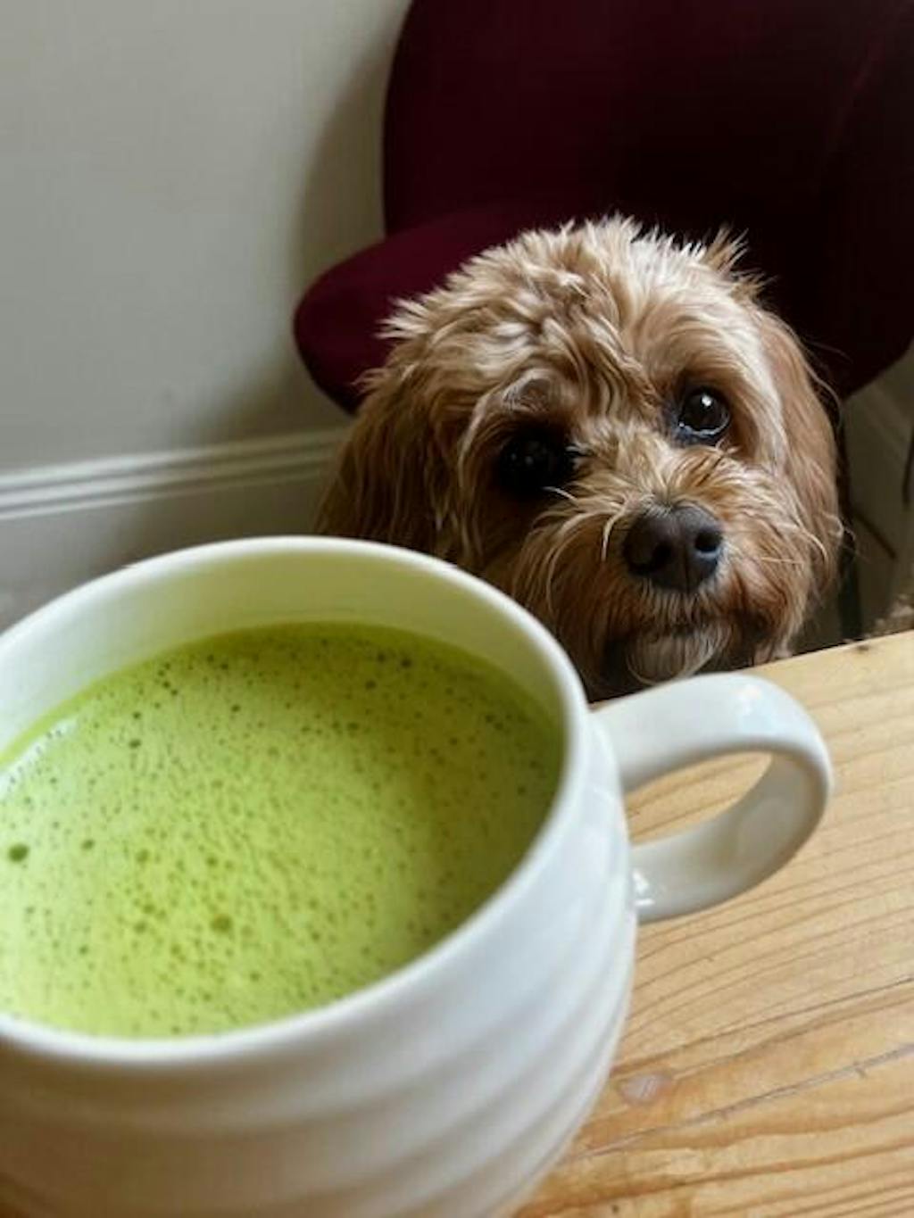 Matcha + Mushroom Super Blend