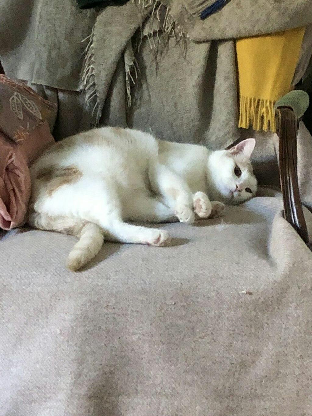 Timbro a Secco Ex Libris Gatto su Libro