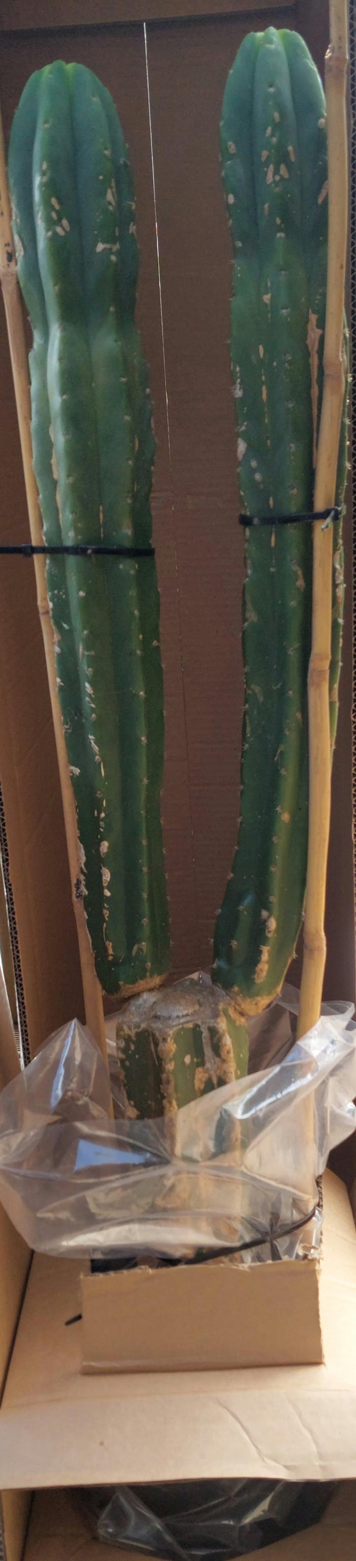 San Pedro Cactus
