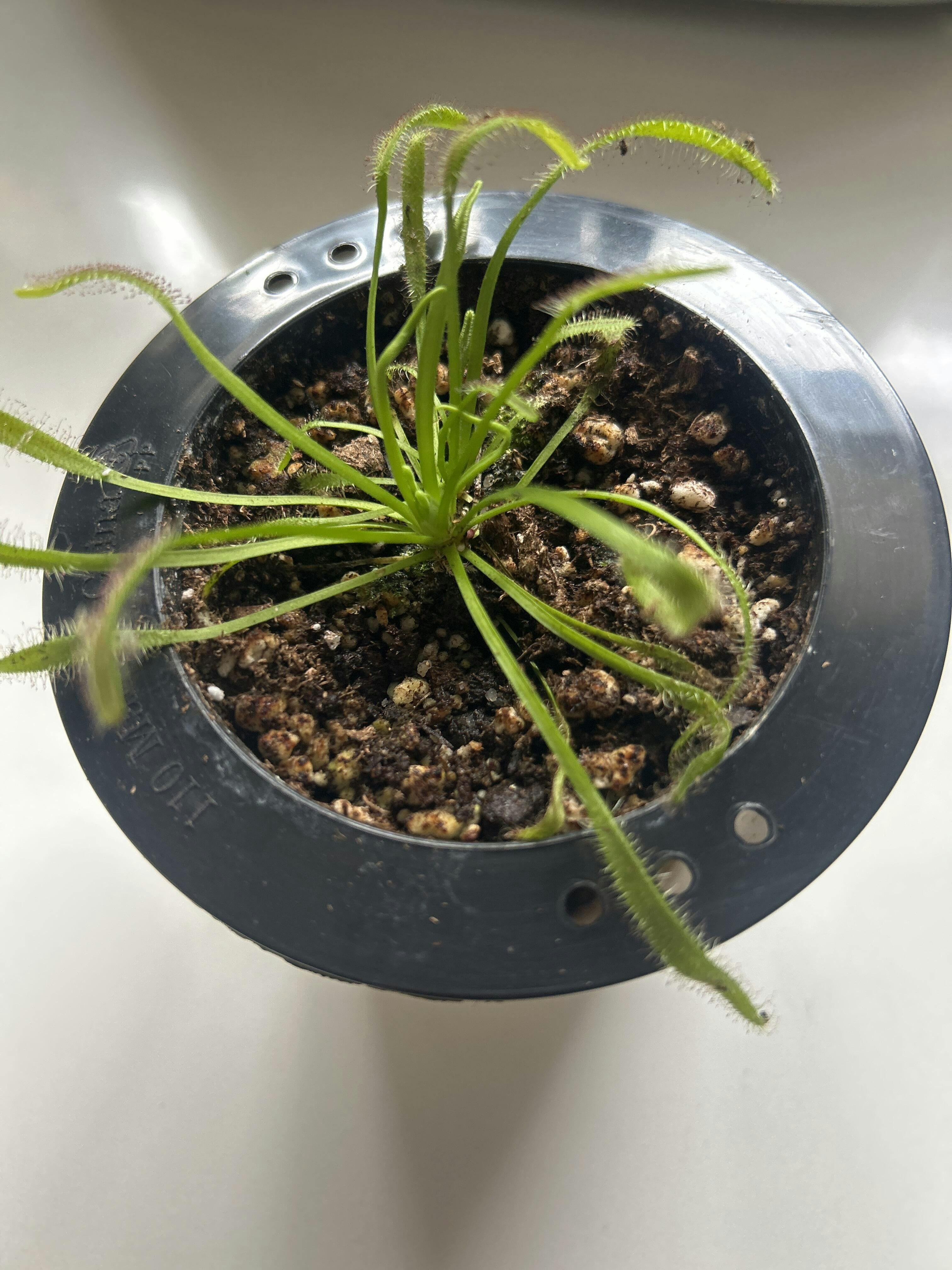 Dosera capensis red form. – Exotic Flora