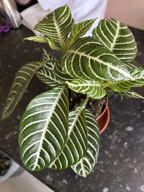 Aphelandra Squarrosa 'Dania Zebra'