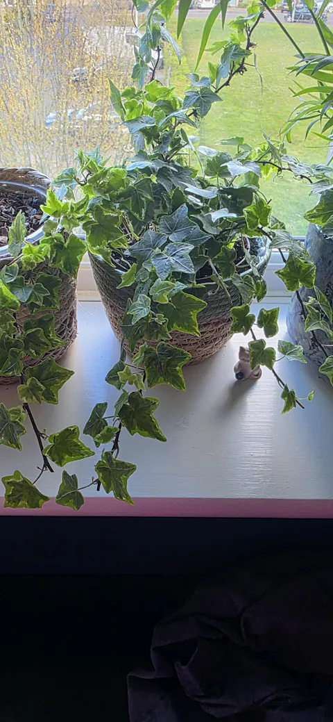 Hedera Mint Kolibri Ivy