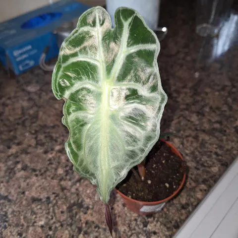 Alocasia Venom