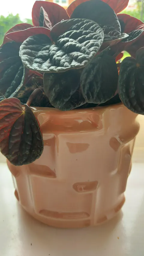 Ceramic Tetra Pots