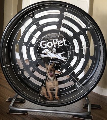 Hamster Wheel Gopet Cs6020 Dog Powered Tread Wheel GoPet CG4012