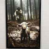 Jesus and Lamb Poster/Canvas