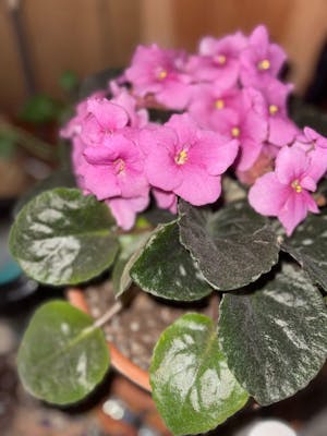 African Violet Lily Plant Food 8oz