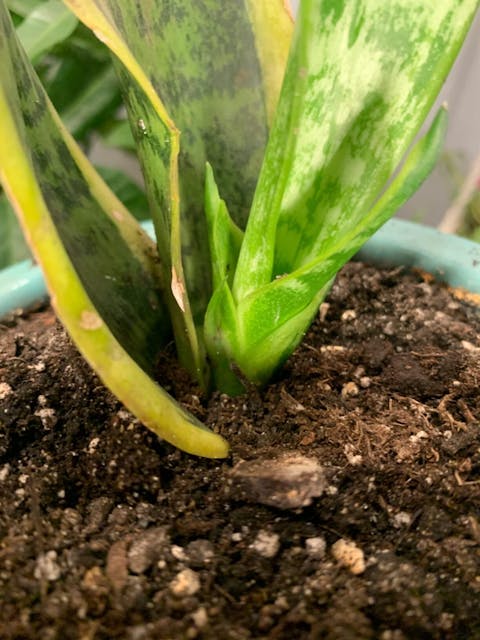 Snake Plant Food 8oz