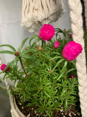 African Violet Lily Plant Food 8oz