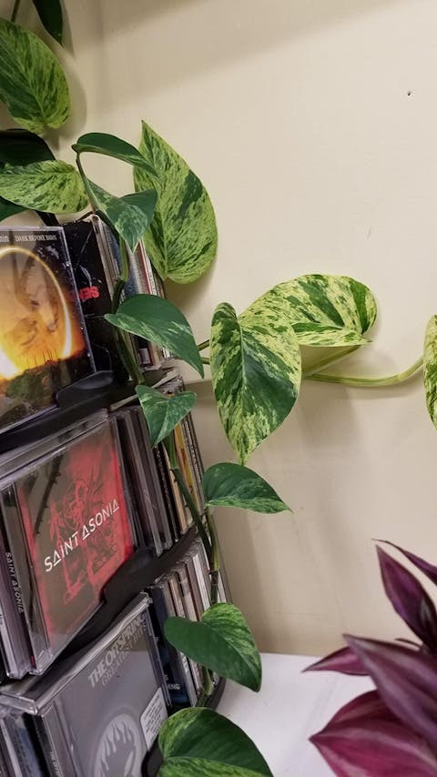 Pothos Plant Food 8oz