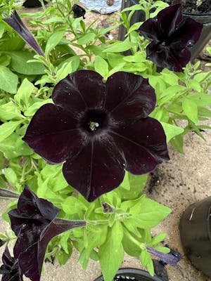 Fruit & Bloom Booster