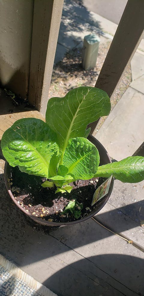 Fruit & Bloom Booster