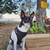 Insect Protein Dog Food: Novel Protein Diet