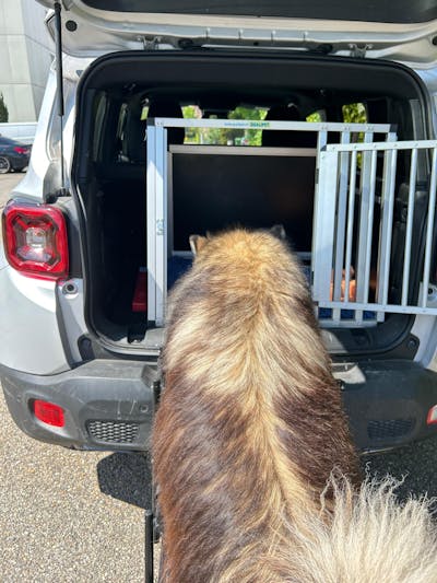 Hundetreppe Auto