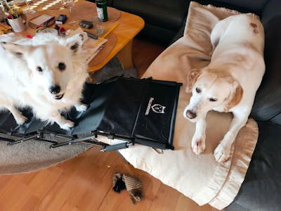 Hundetreppe Auto