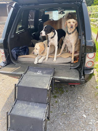 Hundetreppe Auto
