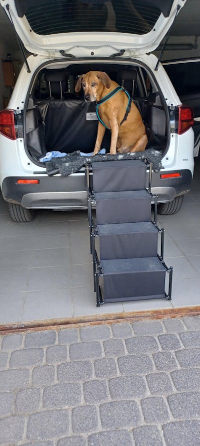 Hundetreppe Auto