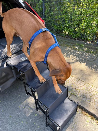 Hundetreppe Auto