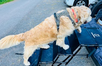 Hundetreppe Auto