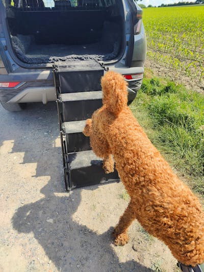 Hundetreppe Auto