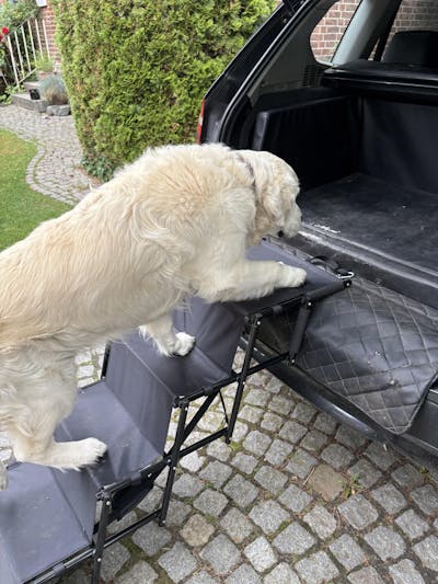 Hundetreppe Auto