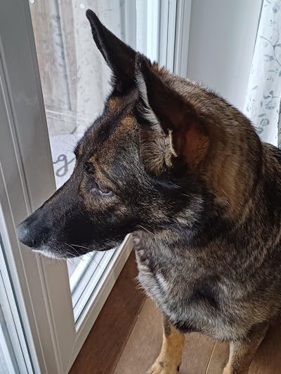 Gelenkpulver Hund