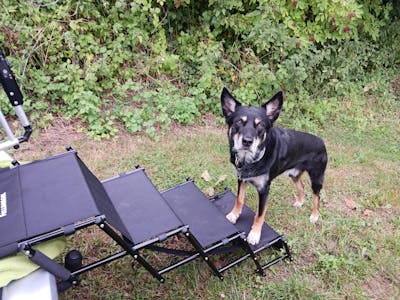 Hundetreppe Auto