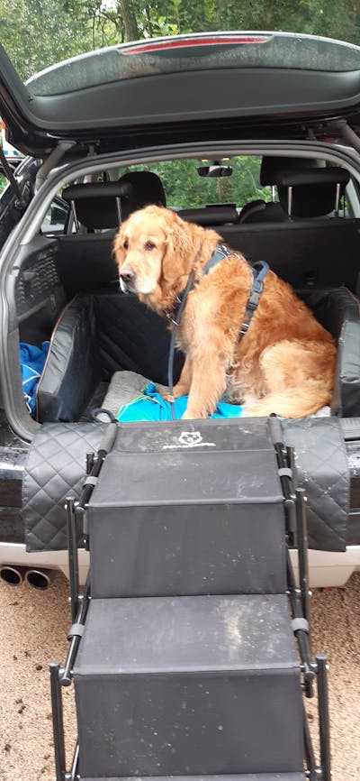 Hundetreppe Auto