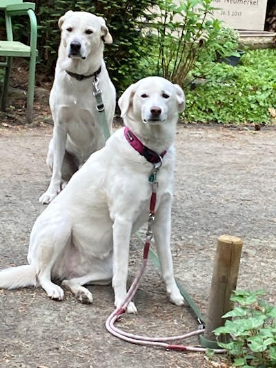 Premium Kofferraumschutz